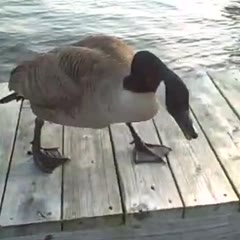 Crazy Ass Goose