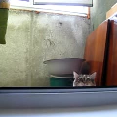 Spy Cat