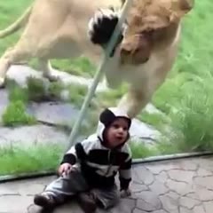 Lion tries to eat baby