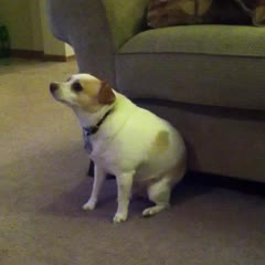 My Dog "Dancing" To Eminem "Shake That"