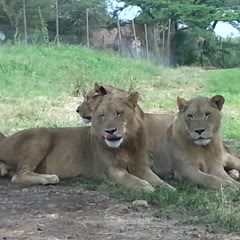 Lion opens car door