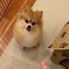 Pomeranian Doesn't Approve of Diet