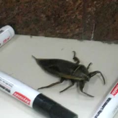 Large Insect