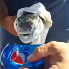 Weird fish eat a Pepsi can