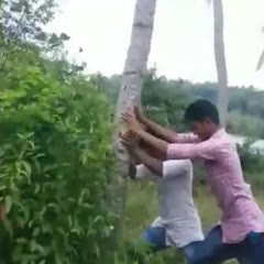 Playing with a dead tree