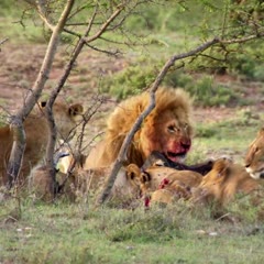 Human Planet - Stealing Meat From Lions