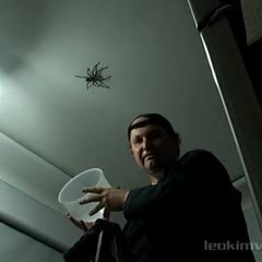 Big Spider Attacks Daddy