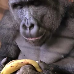 This is the best way to eat a banana!