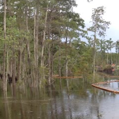 Louisiana sinkhole swallows up trees