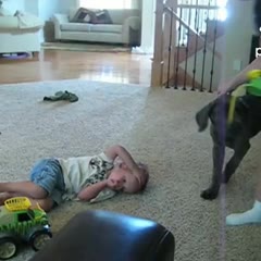 Clueless Canine Squats on Kid's Head