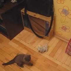 Ninja Kitten Attacks Evil Robot