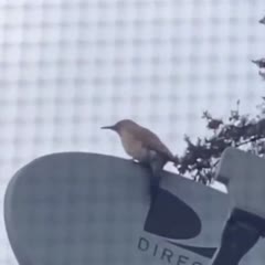 This fucking bird