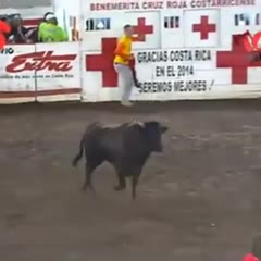 Bull gives woman impressive lift off