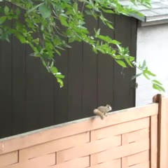 Squirrel Fail