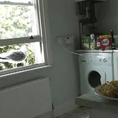 Greedy seagull swoops into kitchen and eats entire tuna salad before flying into a window