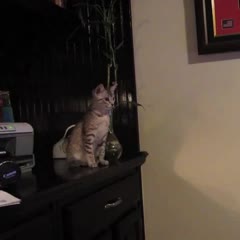 Kitten Jump Fail