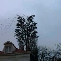 Group of Birds Fly Simultaneously Away