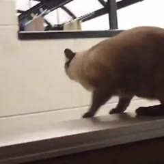 Cat Balcony Jump
