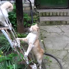 Cat Climbs The Stairs For a Fight