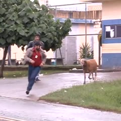 CARNEIRO ATACA PESSOAS EM FRENTE À PENITENCIÁRIA