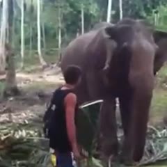 Elephant Wallops Annoying Tourist