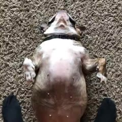 Bulldog Living Her Best Life