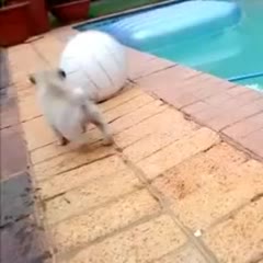 Pug Puppy at Pool - Funny Bob