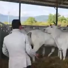 Cow compilation