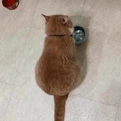 Clever Cat Demands for Food Bowl Is Refill