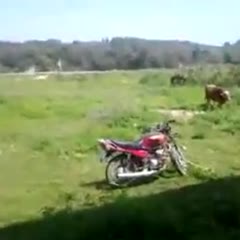 bull seduced by a bike gone wrong