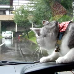 I love wiper ! ～Cat fights against a windshield wiper!　～