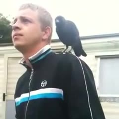 un Gars se fait voler son spliff par un oiseau