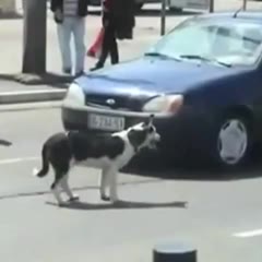 Dog Rips License Plate Off Car