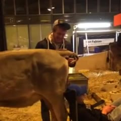 Cow poop's on sleeping guy's head Prank