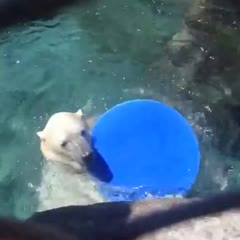 Playing catch with a polar bear