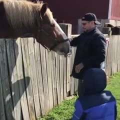 Horses are pussies