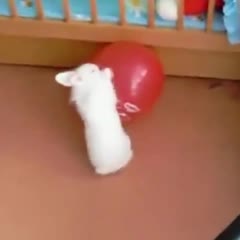 Rabbit gets scared