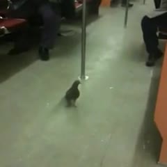 Pigeon Rides the Subway