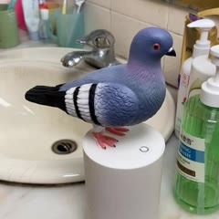 Pigeon soap