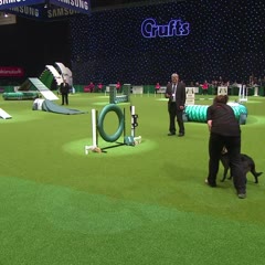 Dog takes a dump on TV