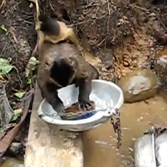 Pete the Monkey washing dishes