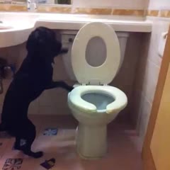 Dog uses a toilet correctly