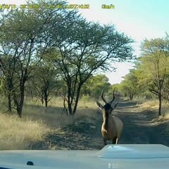 Hartebeest vs Hilux Hunting South Africa Cansonic UDV-888