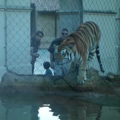 LSU's Mike the Tiger VI plays with his friend Jeff, Oct. 24, 2013