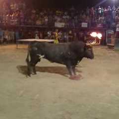 COGIDA DEL TORO RATONCITO HIJO DEL FAMOSO TORO RATON EN MISLATA 02 08 2014