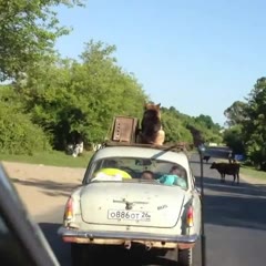 Dog On The Roof Of The Volga!