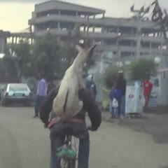 Goat riding a guy riding a bike