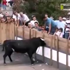 Bull Taunting