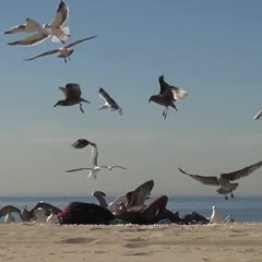 Crazy Bird Prank!!