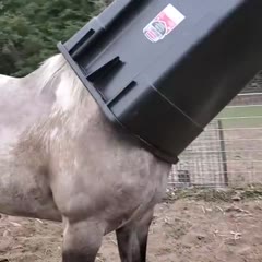 Mischievous Horse Gets Stuck in Garbage Can